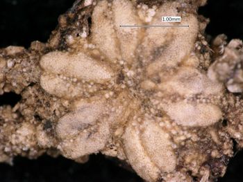 Media type: image; Invertebrate Zoology OPH-2495